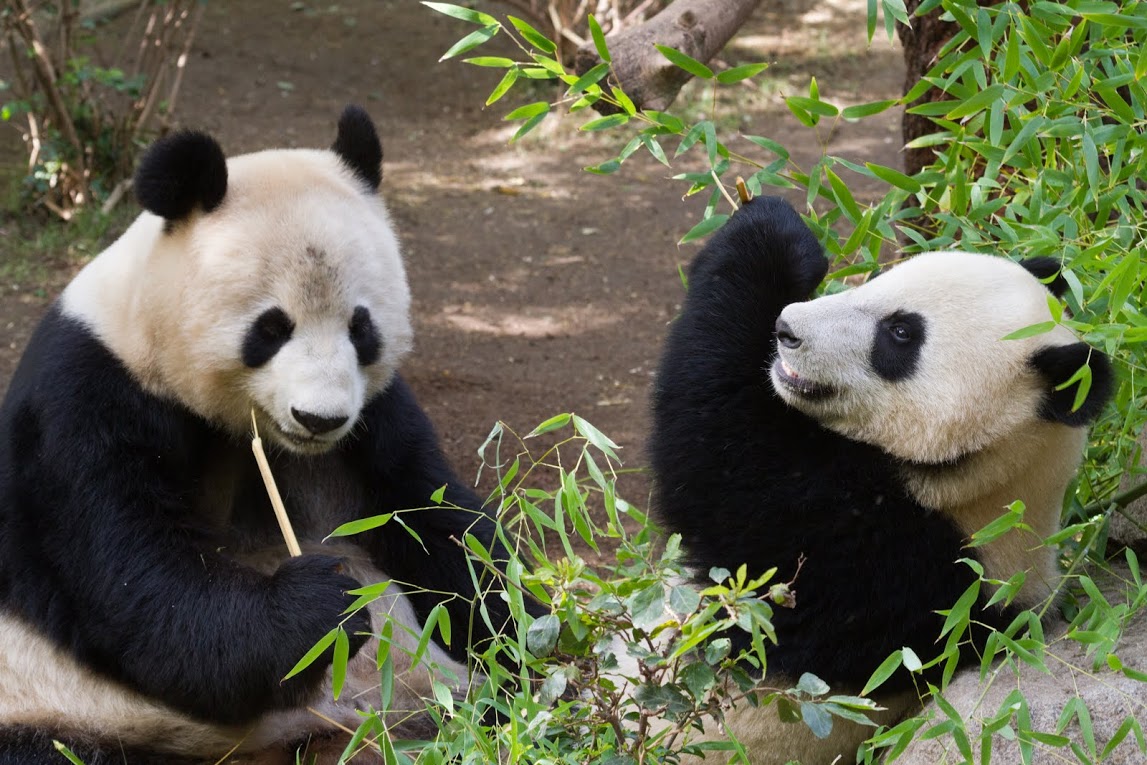 Китай направит в Южную Корею пару молодых панд для налаживания добрых отношений между странами